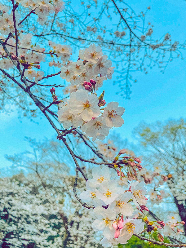 桜咲くタイミング／東京都 代々木公園